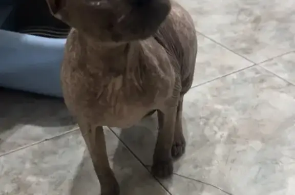 Найдена кошка, Ростов-на-Дону, фото: Найдена кошка, пр. Ленина 115 к1, Ростов-на-Дону