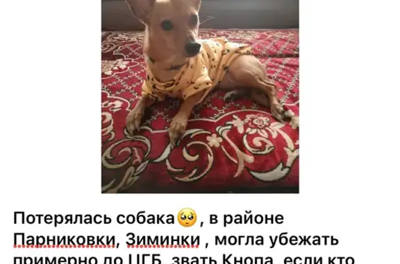 Собаки потеряшки, Прокопьевск, фото: Потеряшка собака, Дорожная 87, Прокопьевск