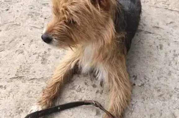 Найдена собака, Владимирская область, фото: Собака найдена: д. Боковино, 17Н-564