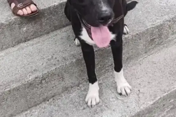 Найдена собака на Весенней 37В, Владикавказ