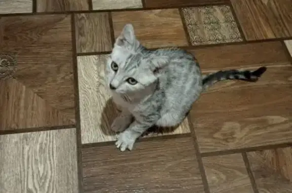 Найдена кошка, проезд Федюнинского, Брянск