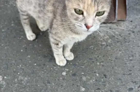 Пропала кошка, Курск, Энтузиастов 1А