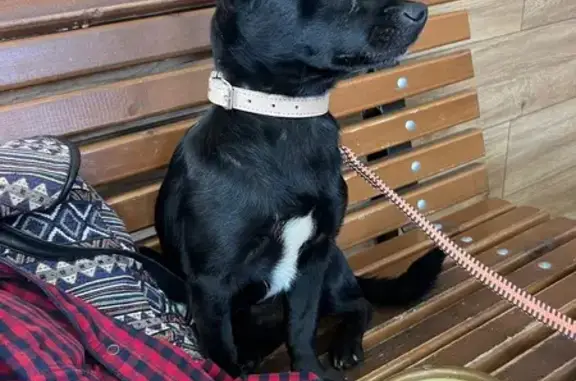 Найдена собака, Клин, фото: Найдена собака, Клин, ул. Гагарина, 1