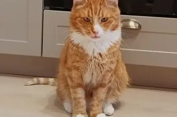 Кошки потеряшки, Посёлок имени Морозова, фото: Потеряшка кошка на ул. Мира, д. 2