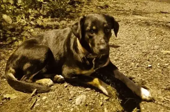 Найдена собака, Пушкино, фото: Собака найдена: Пушкино, Заводская 14