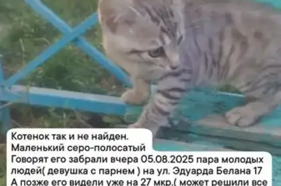 Пропала кошка, ул. Эдуарда Белана, Липецк