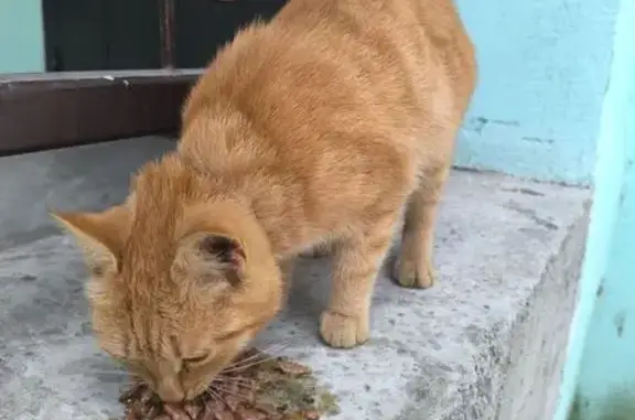 Найдена кошка, Гагарский, фото: Найден кот, Школьная улица, Гагарский