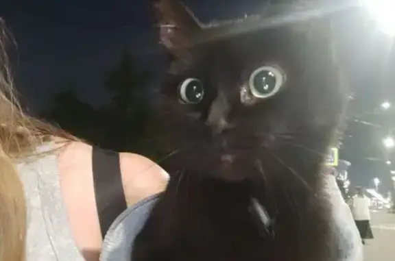 Найдена кошка, Пирогова 3, Екатеринбург