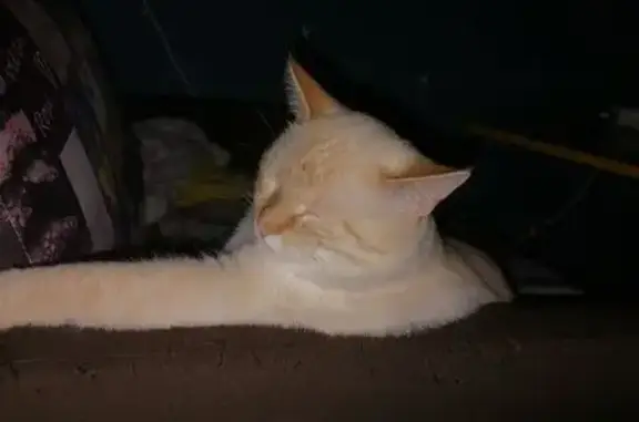 Потерянные животные Пермь, фото: Пропала кошка, ул. Гашкова, 5, Пермь