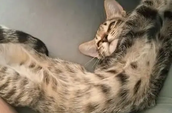 Пропала кошка, Офицерская 19, Волгоград