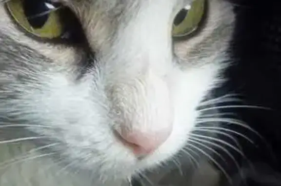 Кошки потеряшки, Архипо-Осиповка, фото: Потеряшка кошка, Виноградный пер., 42