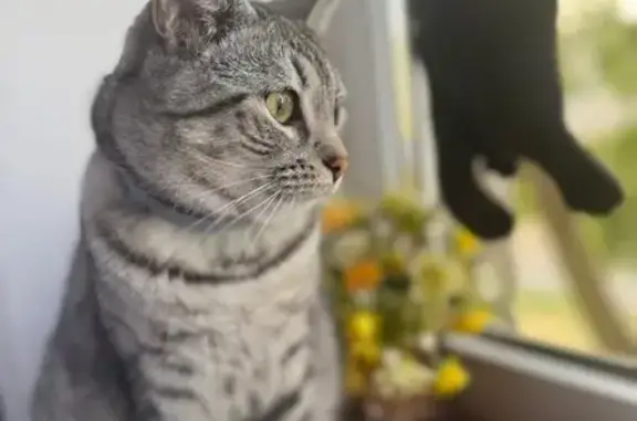 Пропала кошка, 17-й Новый пер., 1, Таганрог