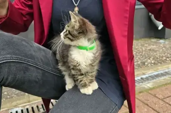 Кошка найдена: ул. Дмитрия Донского, 37