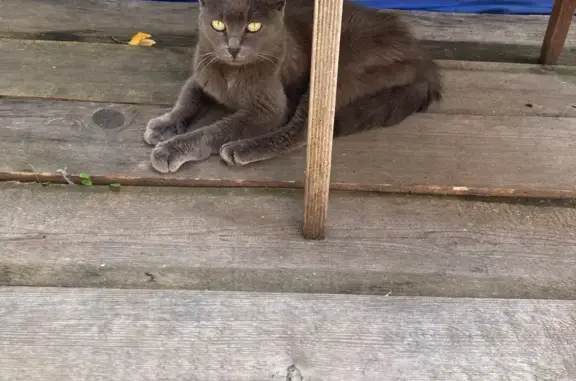 Кошка найдена: Кремлёвская, 8, Тюмень