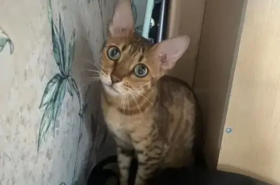 Бенгальская кошка найдена, Черноречье 1