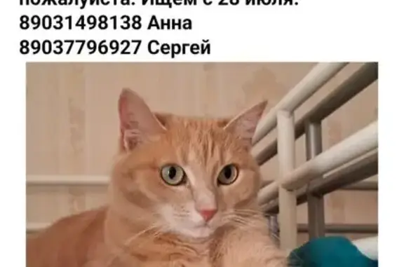 Пропала кошка, Гребнево, СНТ 