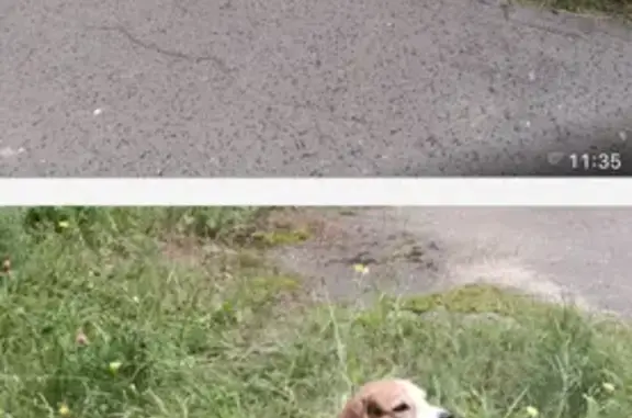 Найдена собака, Московская область, фото: Собака найдена у НИИ Энергии, Ступино