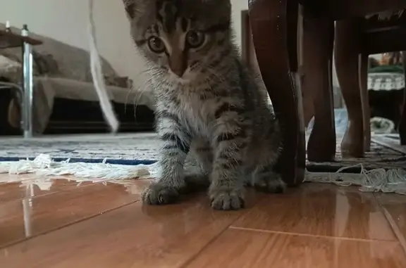 Кошки потеряшки, Буйнакск, фото: Потеряшка кошка, Буйнакск, ул. Чаринова 11