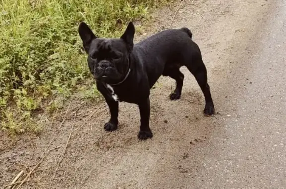 Найдена собака, Московская область, фото: Найдена собака, д. Рыгино, МО