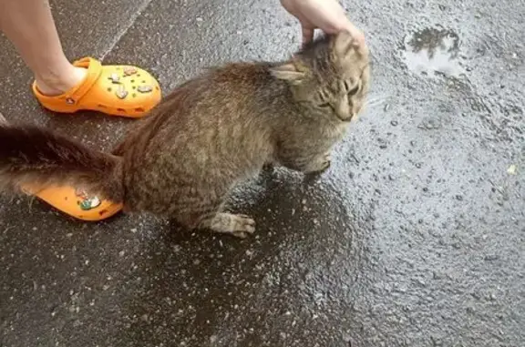 Найдена кошка, Люберцы, фото: Кошка найдена: Юбилейная ул, 1, Люберцы