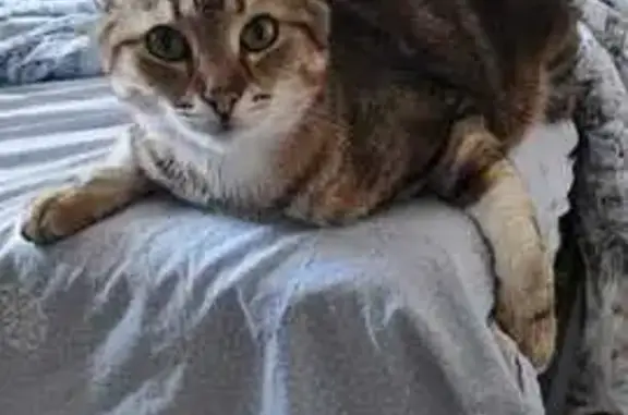 Кошки потеряшки, , фото: Потеряшка кот Тайсон, Шильково, ТСН Солнышко
