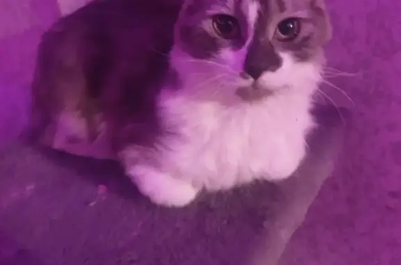 Пропала кошка, ул. 50 лет ВЛКСМ 73/2