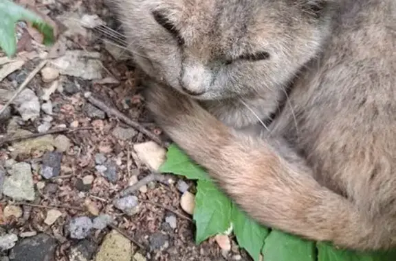 Кошка найдена: Ростовская ул., 27, Брянск