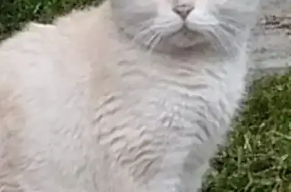 Найдена кошка, Новосибирская область, фото: Кошка найдена: ул. Глинки, 4, Новосибирск