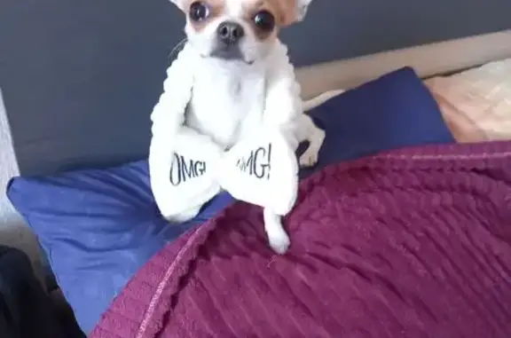 Собаки потеряшки, , фото: Потеряшка собака, ул. Мира 4, Ахтырское