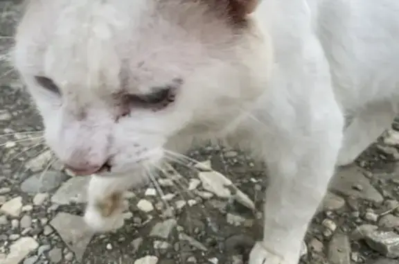 Найдена кошка, Краснодарский край, фото: Найдена кошка, Терновая ул., Бжид