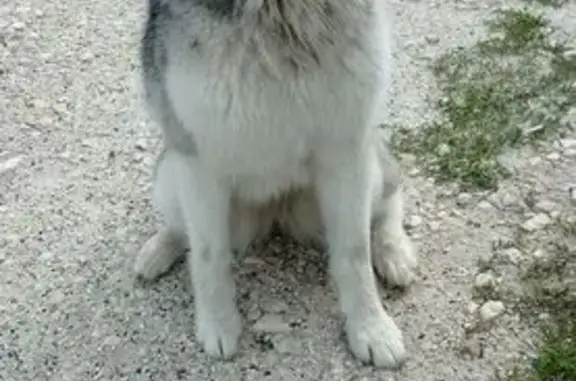 Найдена собака, Нижегородская область, фото: Найдена собака, Нижегородская обл., 36