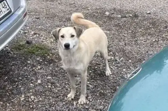 Щенок найден на Крайней, 7, Липецк