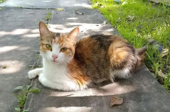 Кошка найдена: 2-я Нарвская, Иваново