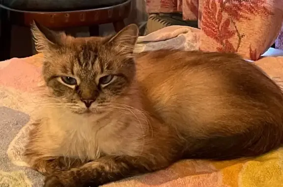 Найдена кошка, Мытищи, фото: Найдена кошка, 4-я Парковая ул., Мытищи