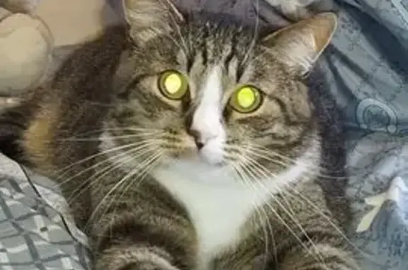 Кошки потеряшки, Гродно, фото: Потеряшка кошка, ул. Зана 12, Гродно