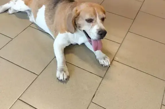 Найдена собака, Кропоткин, фото: Собака в пятерочке, Красноармейская 410/3