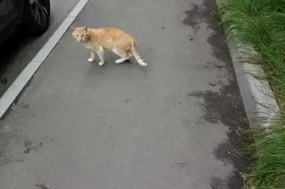 Найдена кошка, Москва, фото: Рыжий кот найден, Азовская ул., Москва