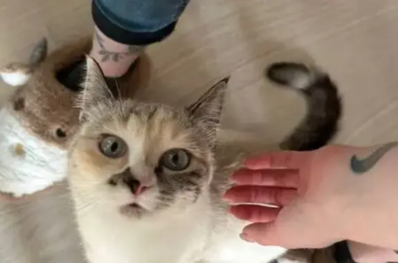 Пропала кошка, ул. Пискунова 142/2, Иркутск