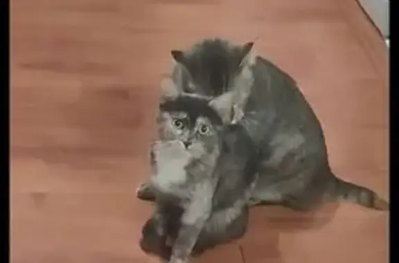 Кошки потеряшки, Ставропольский край, фото: Потеряшка кошка, Кисловодск, Ставрополье