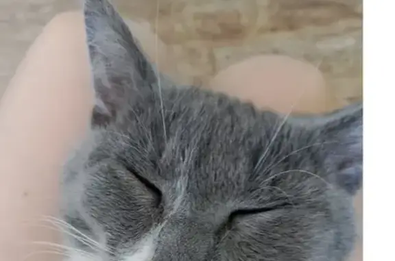 Пропала кошка на ул. Пушкина, Советская