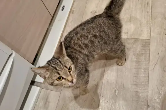 Кошки потеряшки, Дзержинск, фото: Потеряшка кошка, пр-т Циолковского, 57А