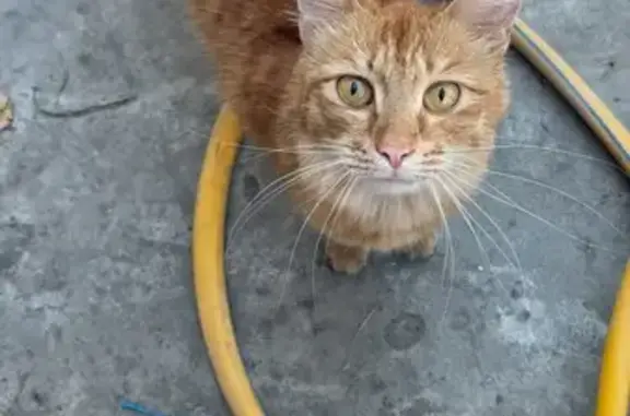 Кошка найдена: Литейный пер. 3, Астрахань