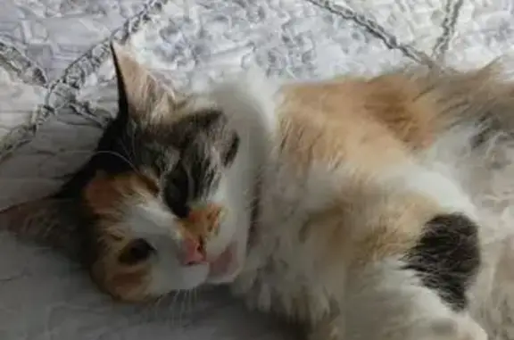 Найдена кошка, , фото: Кошка найдена у дома Революционная 56