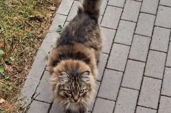 Кошка найдена: ул. Воровского, Киров