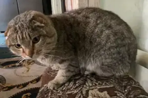 Кошки потеряшки, Челябинская область, фото: Потеряшка кошка, Златоуст, Челябинская обл.