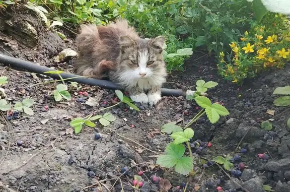 Найденные животные Камышлов, фото: Кошка найдена, ул. Ленина 30, Камышлов