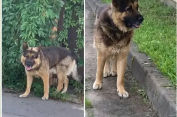 Найдена собака, Соколово, фото: Найдена собака, Соколово 20