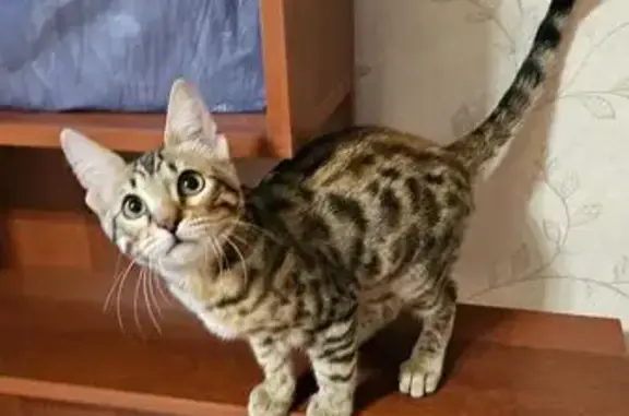 Котёнок найден у школы, ул. 9 Января, 4А