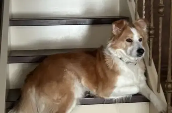 Собаки потеряшки, , фото: Потеряшка собака Бони, Пучково, Морская 10