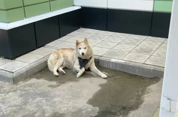 Собака найдена: Запольная ул., 43А, Курск